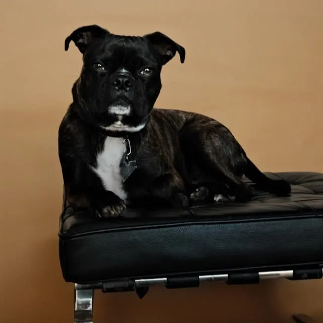 Bernie, therapy dog-in-training at Coastal Therapy Group in Carlsbad, California